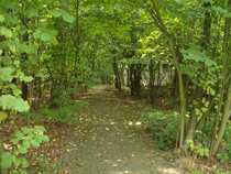 zdjęcie 41